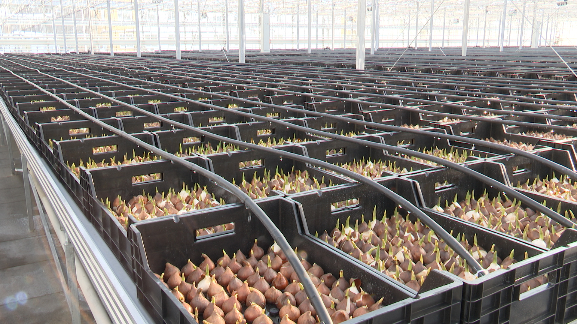 В новых теплицах Горводзеленхоза стартовала посадка трех миллионов цветов